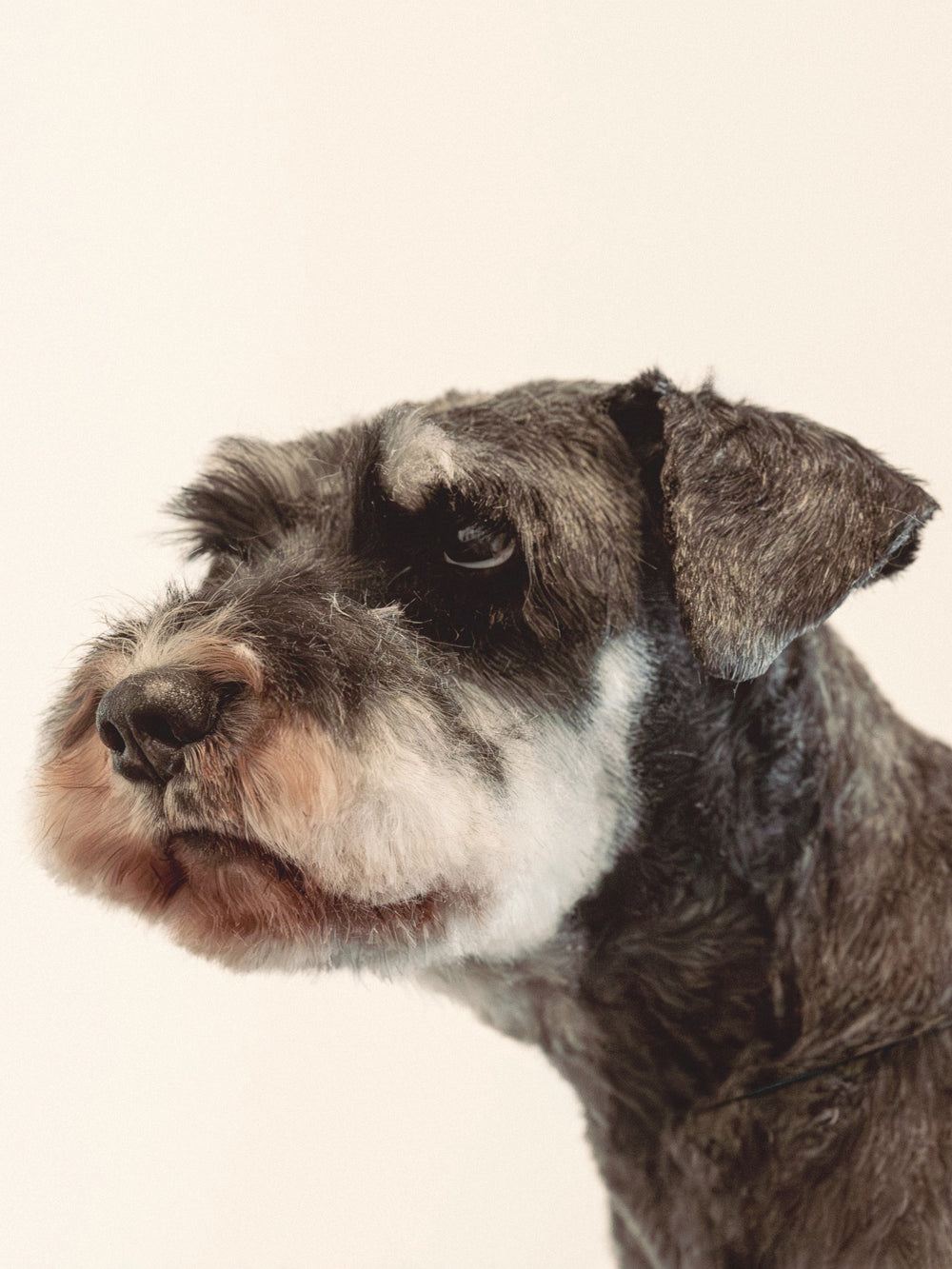 Catel dupa grooming premium Labute Fericite