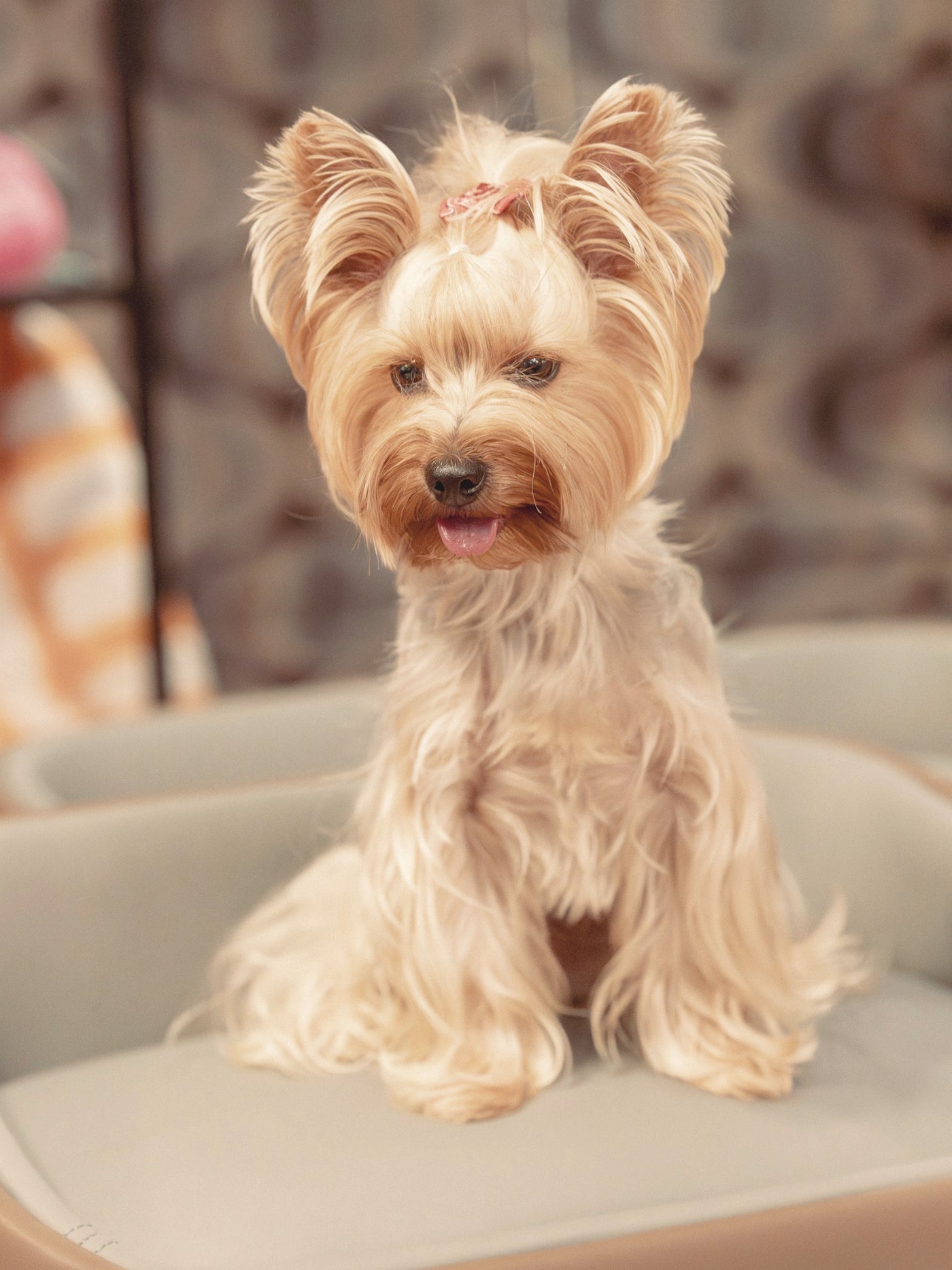 Grooming premium Labute Fericite