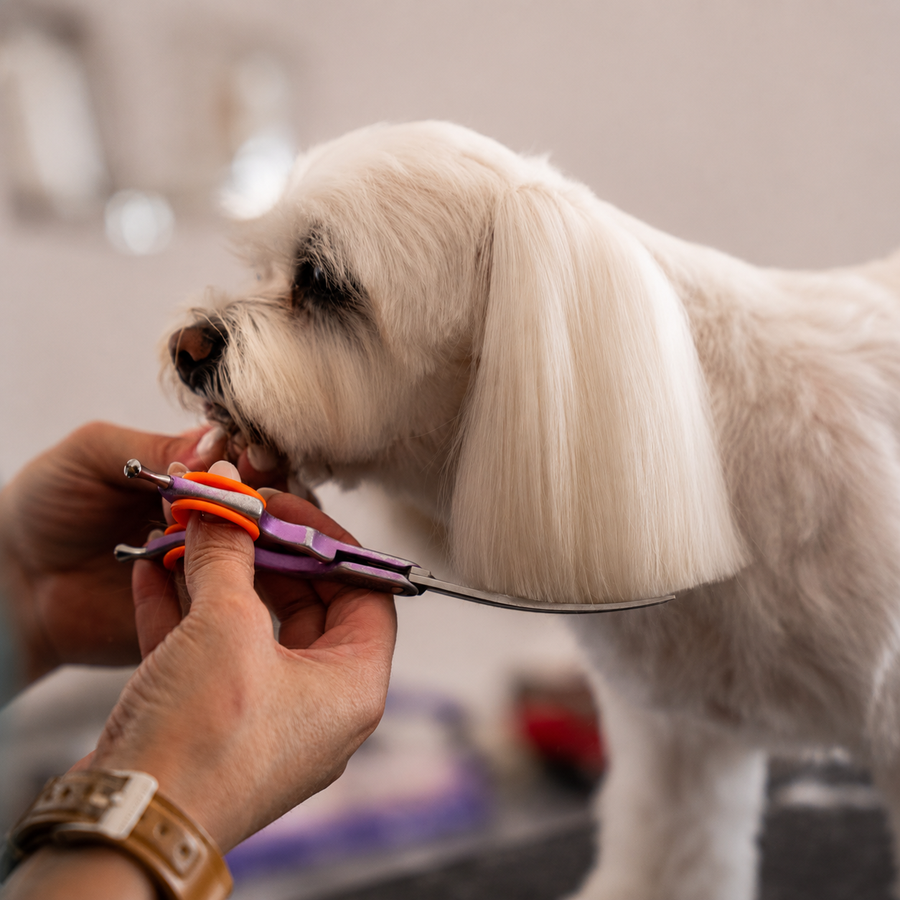 Grooming Premium