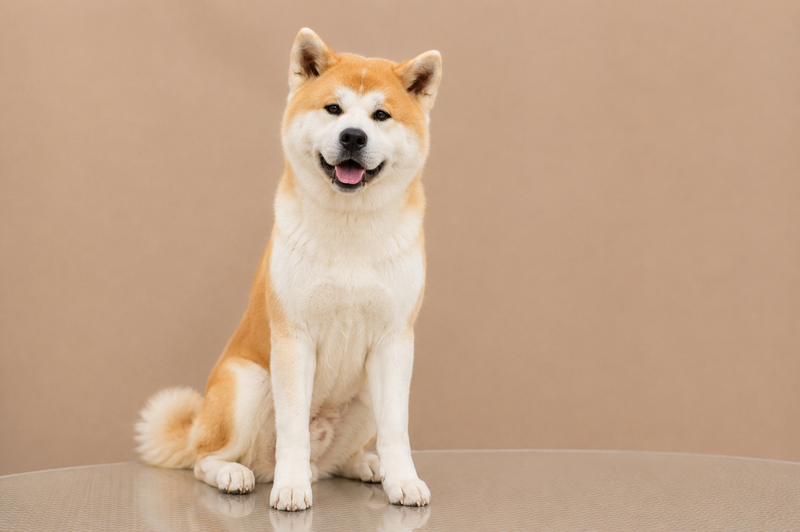 Grooming pentru caini