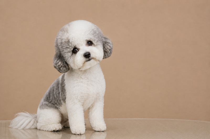 Grooming pentru caini
