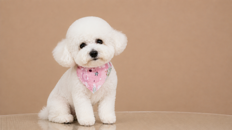 Grooming Bichon Bucuresti Sector 1