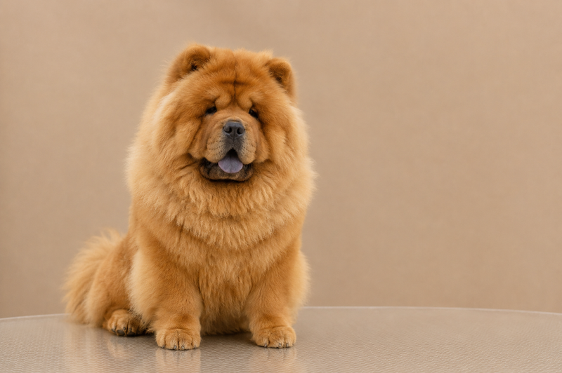 Grooming pentru caini