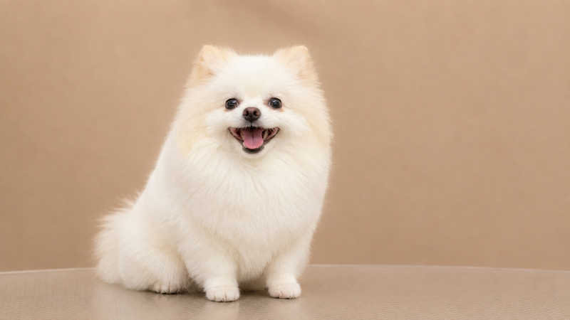 Grooming Pomeranian Bucuresti Sector 1