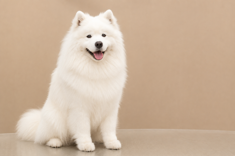 Grooming Samoyed Bucuresti Sector 1