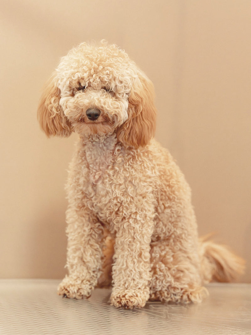 Catel inainte de grooming