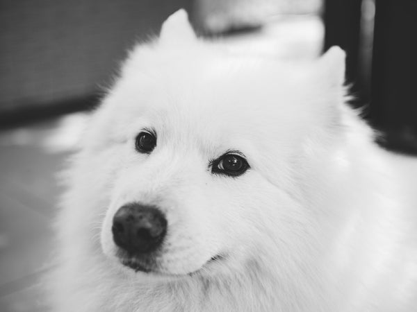 Bella, samoyedul proprietarilor