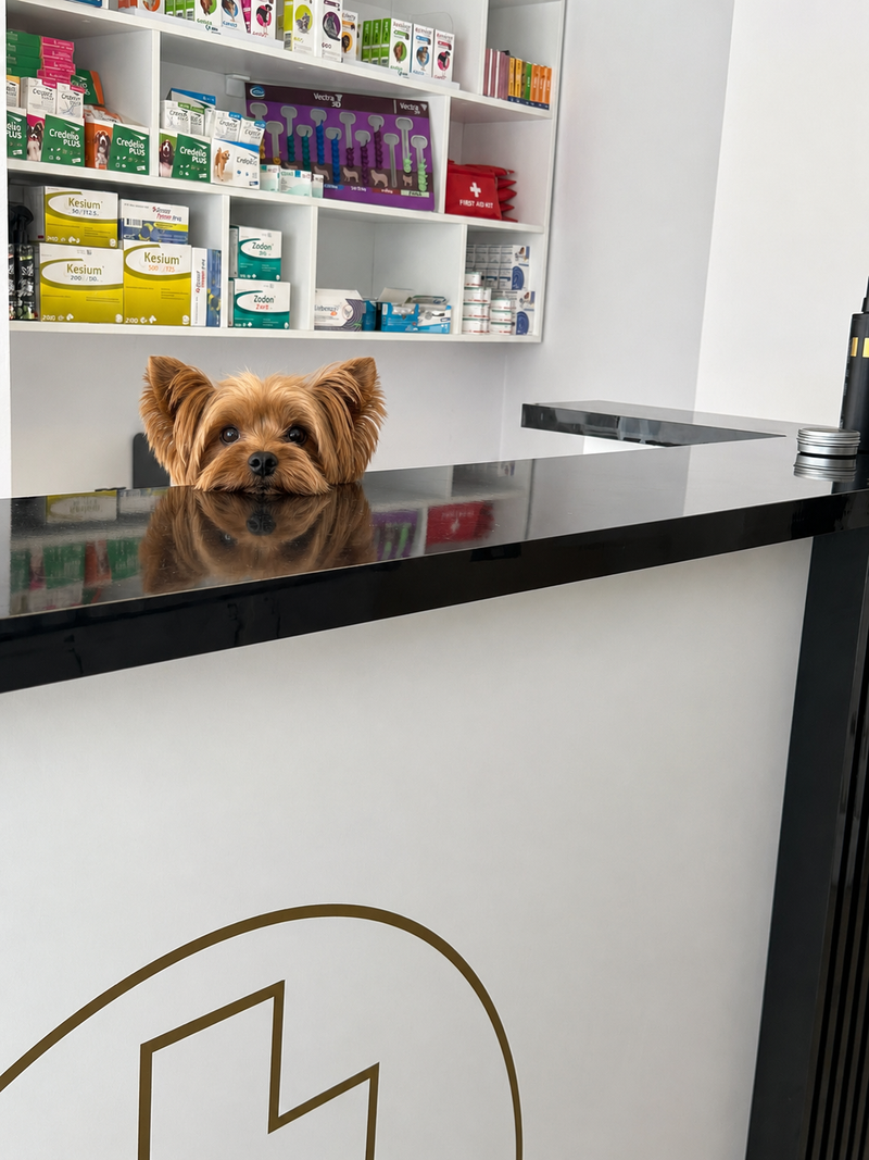 Imagine din cabinetul veterinar Labute Fericite