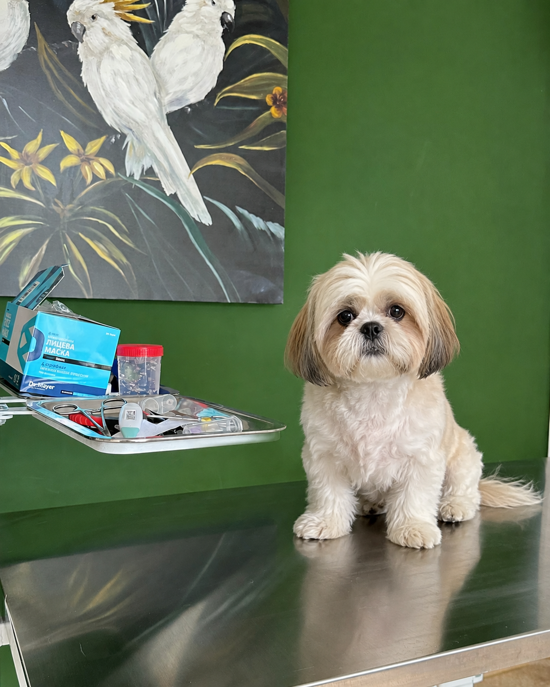 Cabinet veterinar premium Labute Fericite