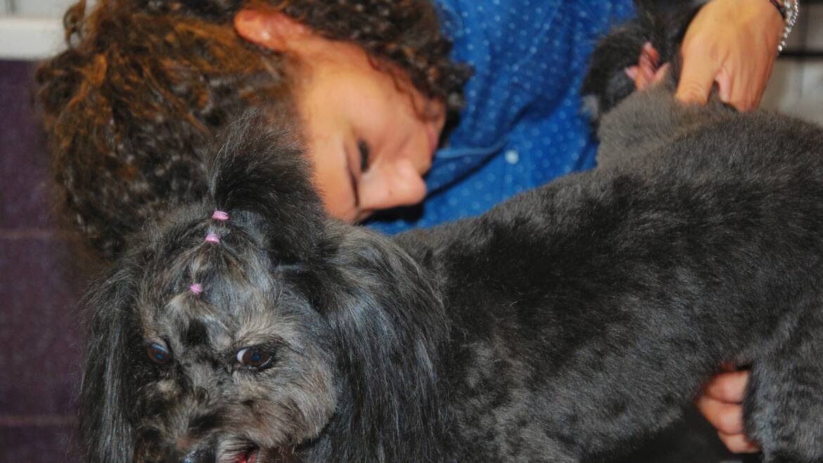 Cat de des trebuie sa imi tund cainele?